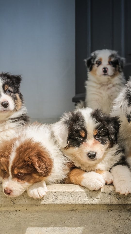 long-coated white puppy litter